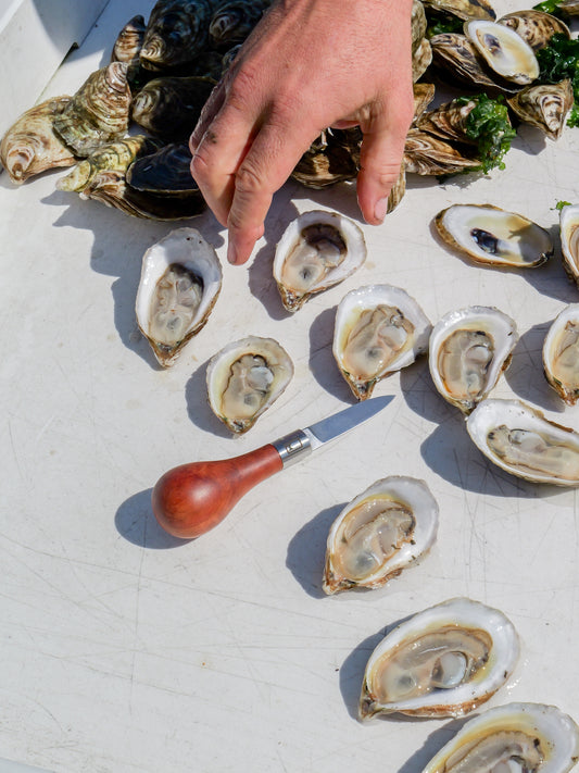 Chesapeake Shucker